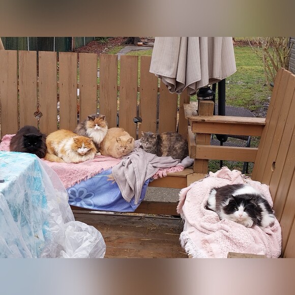 catcolonymom